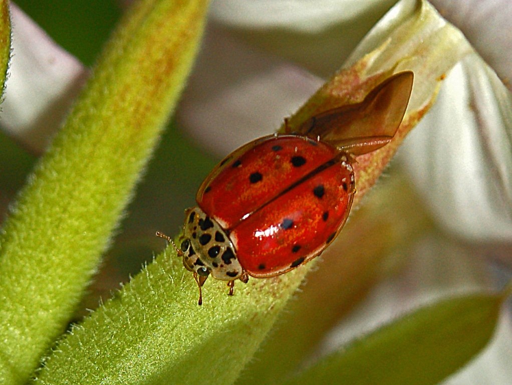 Una coccinella un poco ... scolorita - in attesa di un nome